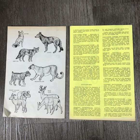 Vintage 1973 AMPHIBIANS AND REPTILES OF Joshua Tree National Monument Mammals - Picture 3 of 4